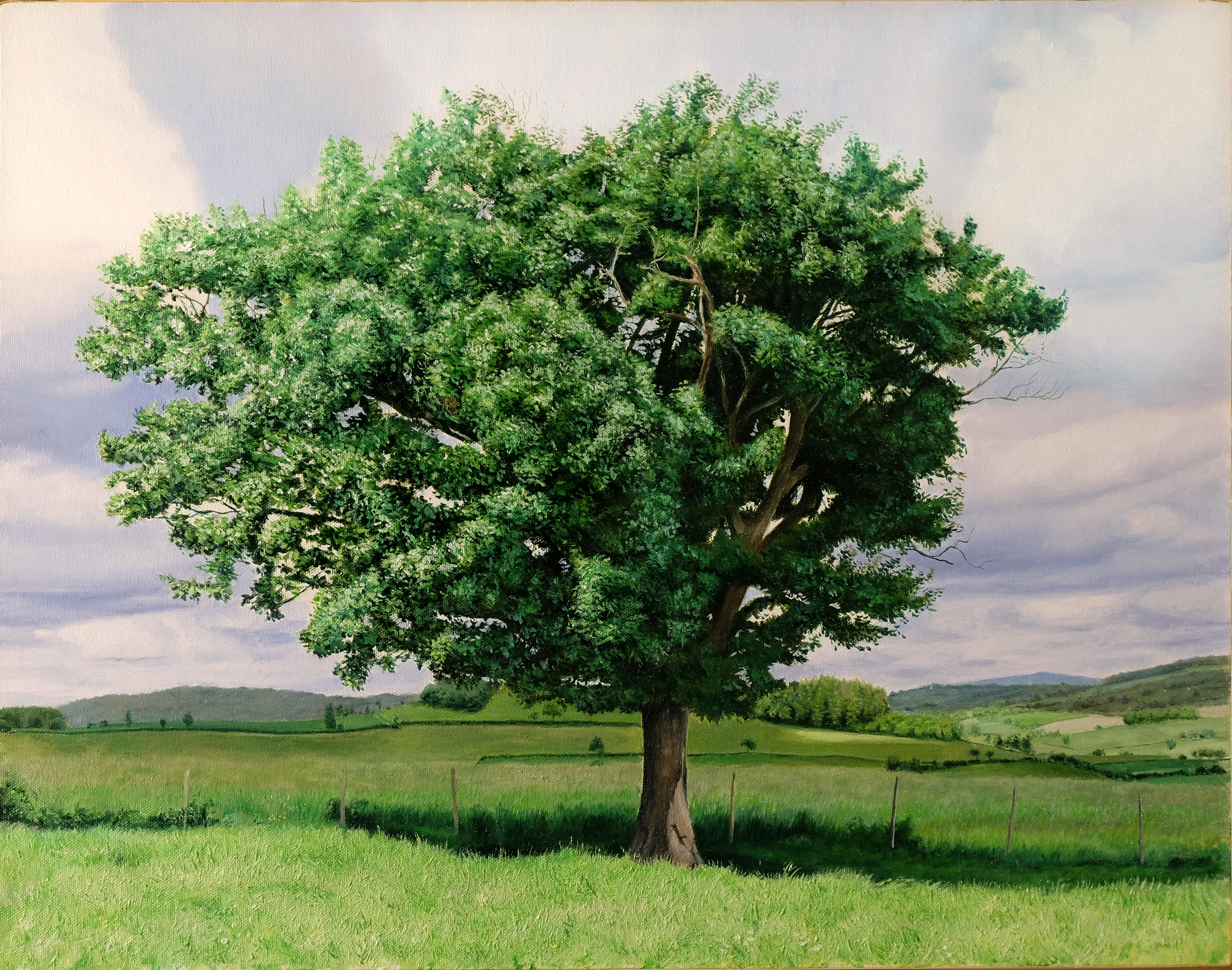 2025 REYNIER Huile sur toile Arbre en été 50X65
